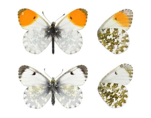 Aurore (Anthocharis cardamines) m&acirc;le en haut, femelle en bas / Alamy